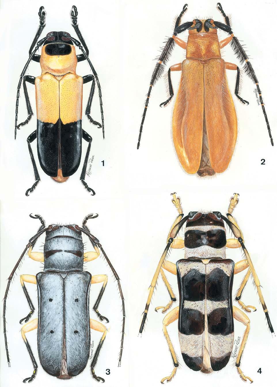 Contribuição aos Hemilophini (Cerambycidae, Lamiinae) da Colômbia e do Equador 39 Figs. 1-4. 1, Quirimbaua castroi sp. nov.