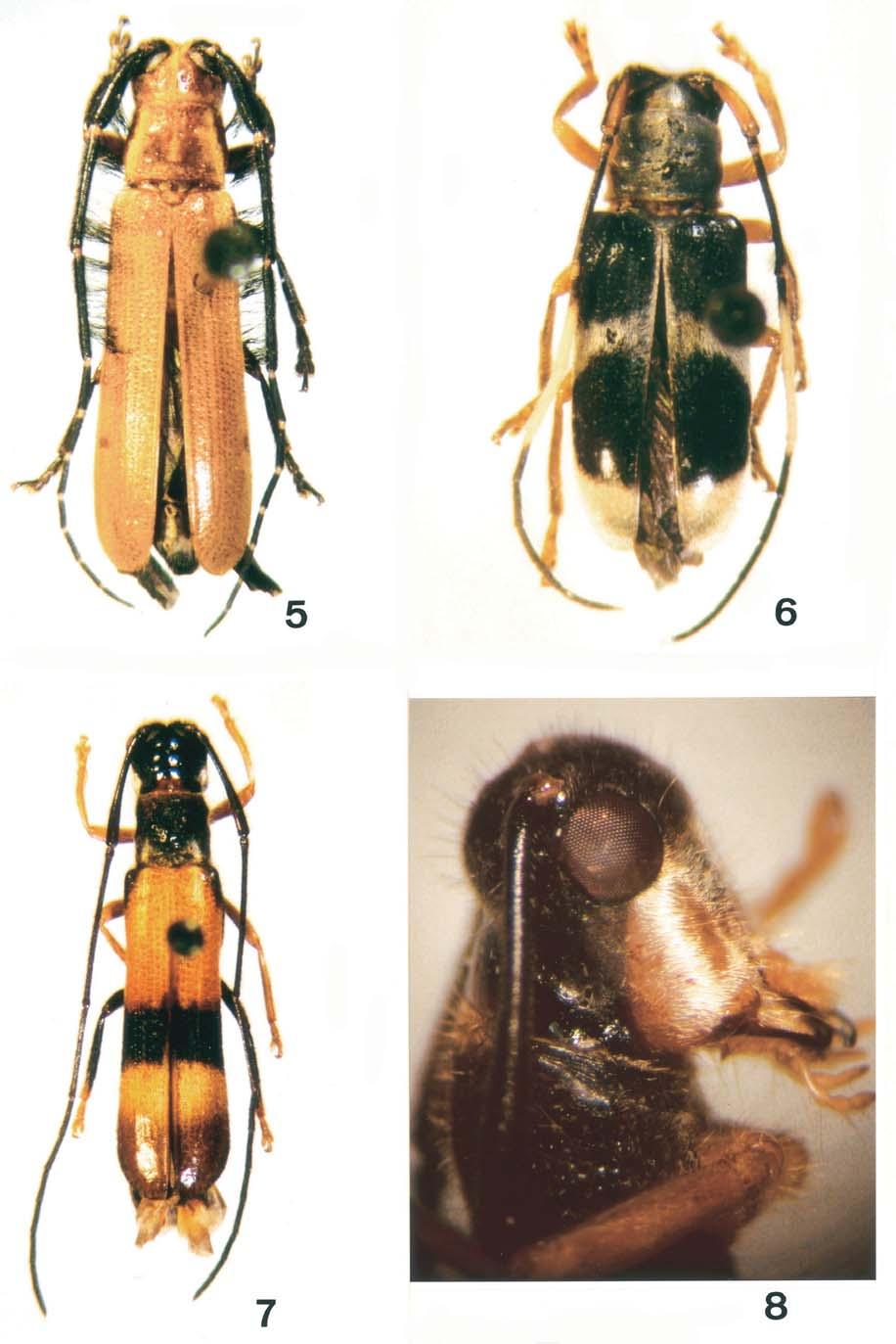 Contribuição aos Hemilophini (Cerambycidae, Lamiinae) da Colômbia e do Equador 41 Figs. 5-7. 5, Tyrinthia dioneae sp. nov.