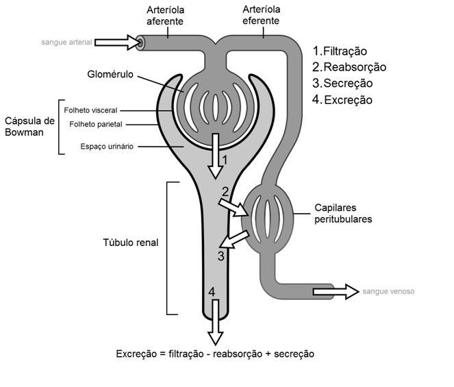 DISTÚRBIOS DO EQUILÍBRIO HIDROELETROLÍTICO Funções Renais Regulação da Pressão Arterial; Regulação do equilíbrio ácido básico; EQUILÍBRIO HIDROELETROLÍTICO Participação no metabolismo