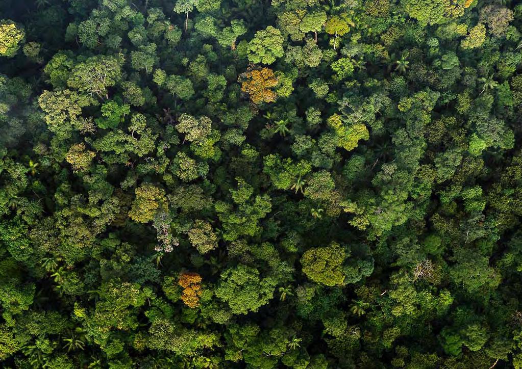 Fábrica de Florestas O projeto Fábrica de Florestas atingiu a marca nacional expressiva com a