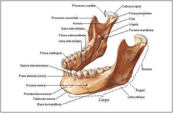 Os marcos anatômicos na mandíbula são: canal mandibular, forame mentoniano, loop do canal mandibular e fossa submandibular (TYNDALL, 2000; KAYA, 2008; MONSOUR & DUDHIA, 2008; WATANABE, 2009; PARNIA