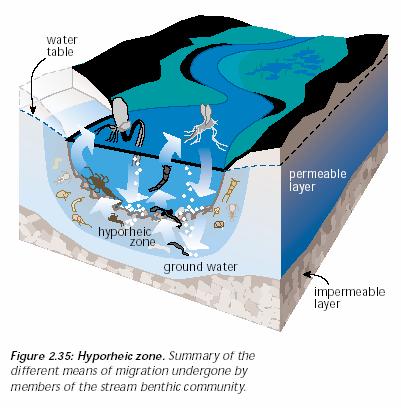 Nível das águas estrato permeável zona hiporréica lençol freático estrato impermeável Zona
