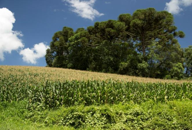 Também há regiões com solos expostos e fragmentos