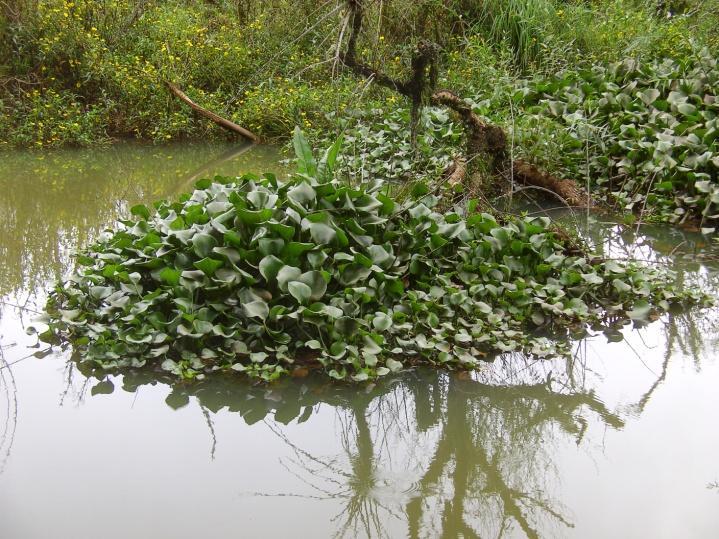 como agricultura, estradas e presença de uma ponte de pequeno porte.