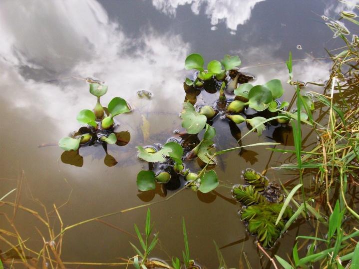 A ocupação do entorno é caracterizada por trechos de vegetação natural, sendo que a mata ciliar ultrapassa trinta metros de largura em alguns pontos.