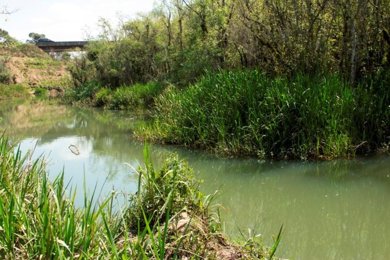 A ocupação do entorno é caracterizada por Floresta Ombrófila Mista Aluvial, com mata ciliar superior a trinta metros de largura em praticamente toda a extensão do trecho, porém essa vegetação