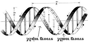 Base científica 13 Figura - 6: Estrutura da molécula de DNA mostrando as regiões superficiais da molécula e as ligações fosfodiester entre os fosfatos e pontes de hidrogênio entre as bases Quando