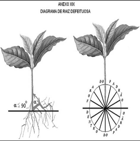 ANEXO XX MODELO DE MAPA DE PRODUÇÃO E COMERCIALIZAÇÃO DE MATERIAL DE PROPAGAÇÃO (ESTACAS) Produtor: Safra: Semestre/ano: PLANTA BÁSICA PLANTA MATRIZ JARDIM CLONAL CAMPO DE PLANTAS FORNECEDORAS DE