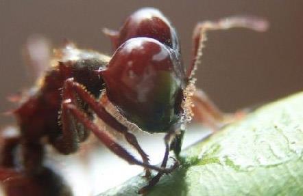 Controle de formigas As espécies mais comuns na região Sul são as dos gêneros Atta e