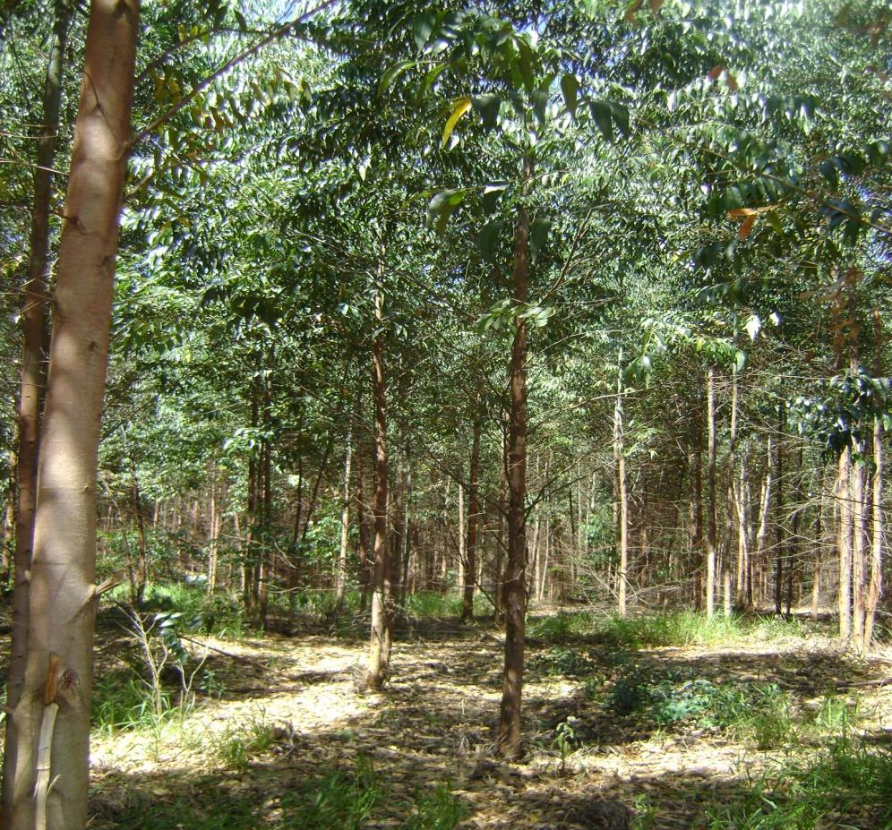 Eucalyptus spp - 3 x 2 m (6 m 2 /planta)