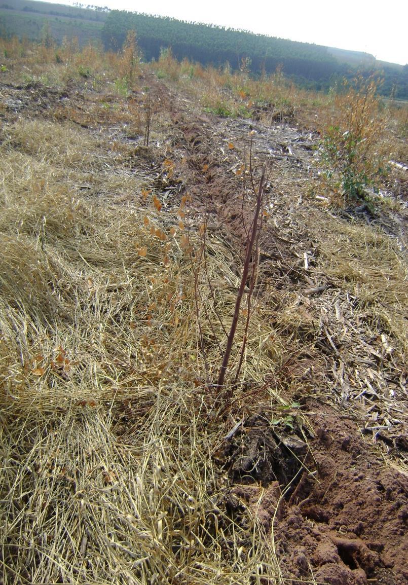 Preparo do terreno Características do solo, relevo, erosão, perfil da área e vegetação remanescente.