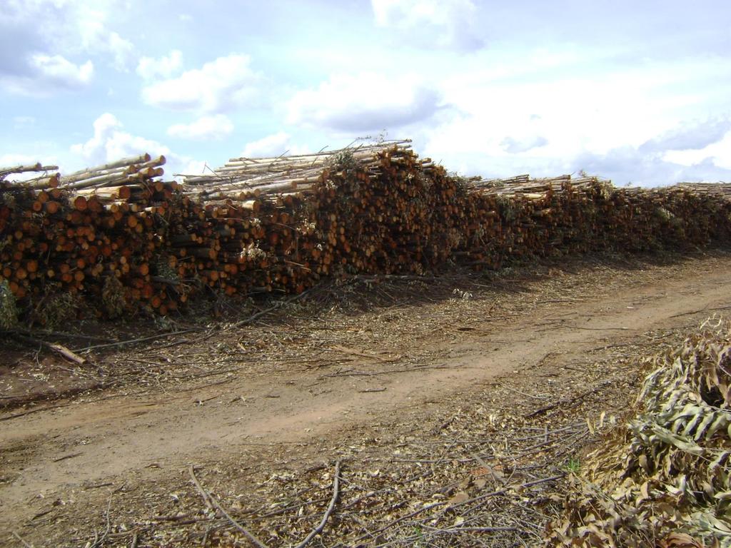 Empilhamento A madeira é empilhada ou depositada