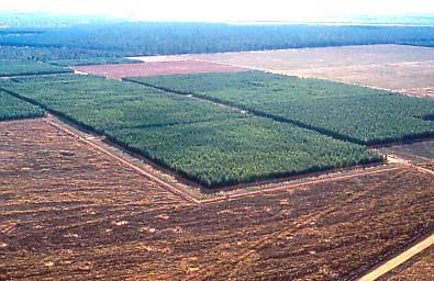 Estradas e Aceiros Conservação da água e do solo, escoamento da produção,