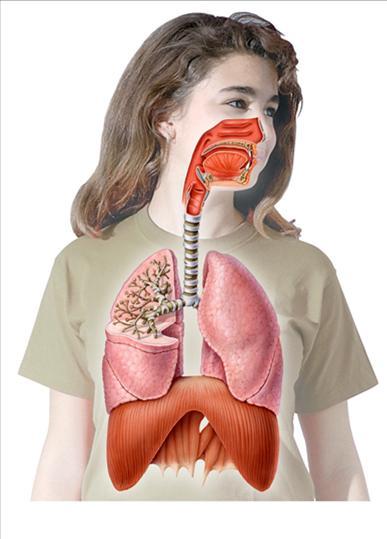 O que é o sistema cardiorrespiratório?