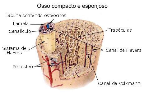 COMPOSIÇÃO E ESTRUTURA O osso é formado por vários tecidos diferentes: tecido ósseo,