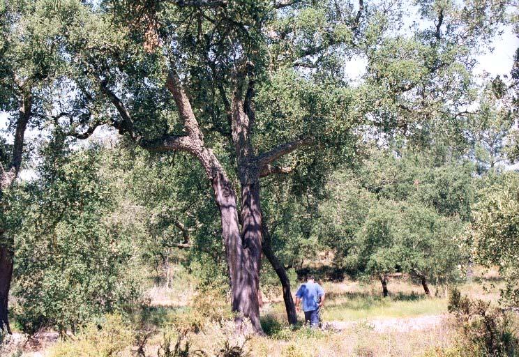 corte de arbustos recente Áreas de montado fechado