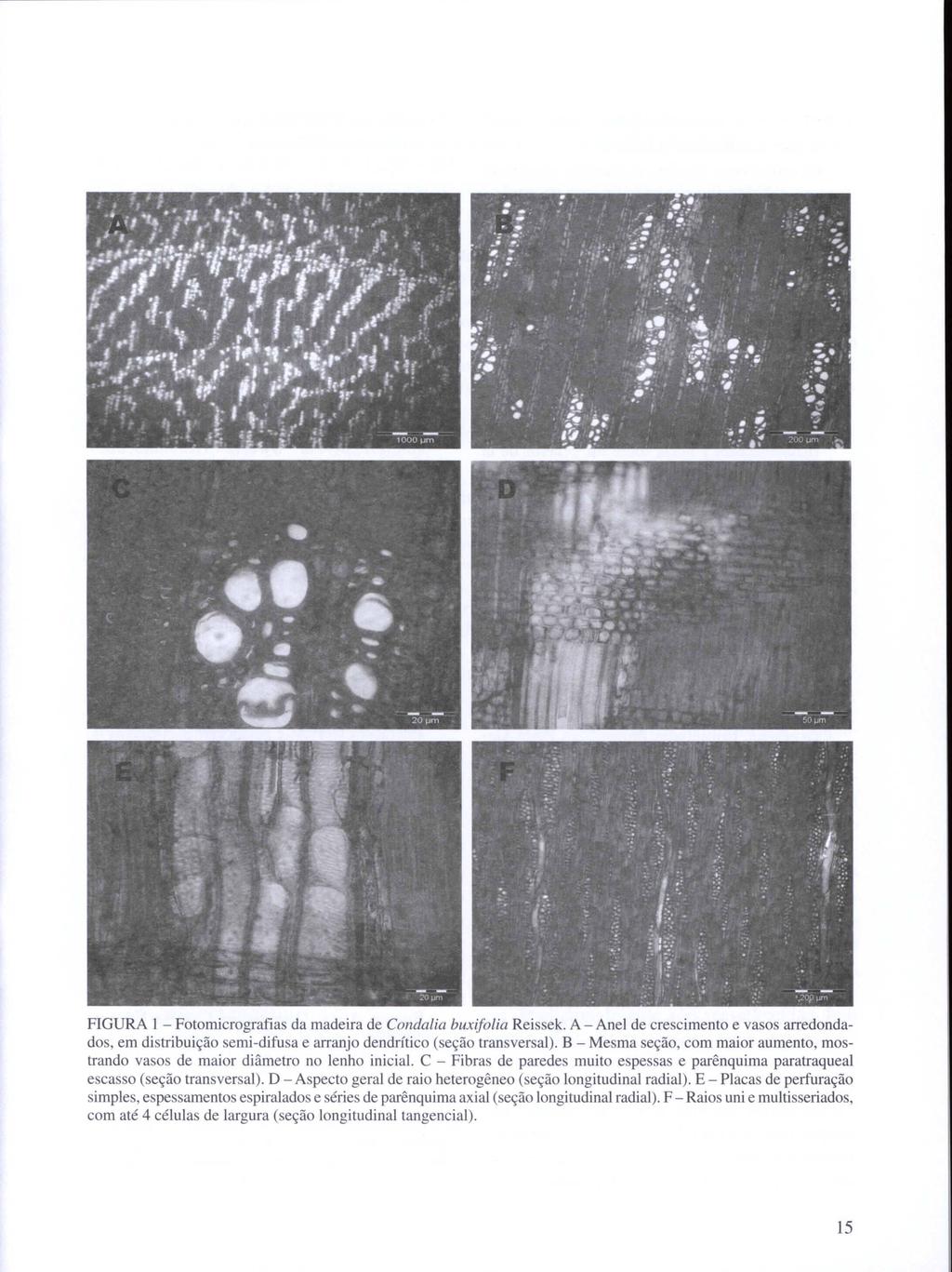 FIGURA I- Fotomicrografias da madeira de Conda/ia buxifo/ia Reissek. A - Anel de crescimento e vasos arredondados, em distribuição semi-difusa e arranjo dendrítico (seção transversal).