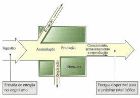 costeiros); Fragmentação do habitat; Sobre-exploração de