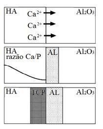 Figura 4 - Esquema representativo do processo de difusão interfacial HA Al 2 O 3 α. 39 Fonte: VISWANATH, 2006. Nota: AL refere-se aos aluminatos de cálcio.
