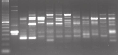 Contudo, o iniciador OPA-13 produziu fragmentos de DNA específicos de 520 pb e 1050 pb em todos os indivíduos das três amostras de A. diaperinus analisadas nesse estudo.
