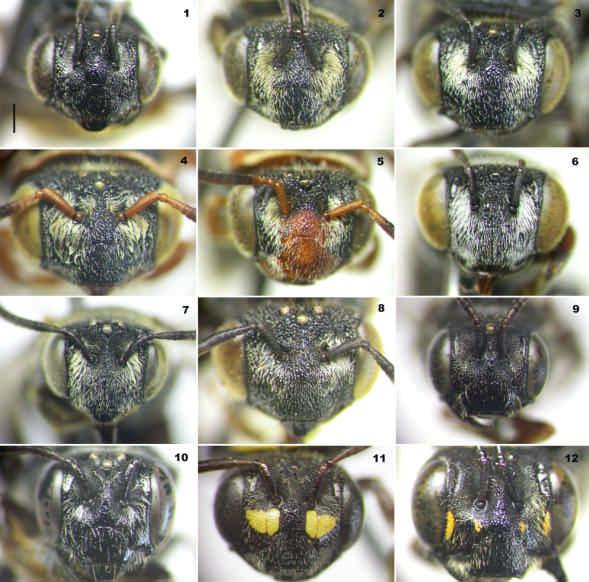 Figs. 1-12. Cabeça em vista anterior das fêmeas de Parapsaenythia (1-8) e dos grupos externos (9-12): (1) P. inornata; (2) P. serripes; (3) P. puncticutis; (4) P. paspali; (5) P. sp.