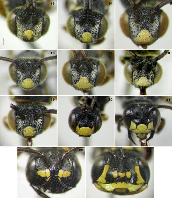 Figs. 13-23. Cabeça em vista anterior dos machos de Parapsaenythia (13-19) e dos grupos externos (20-23): (13) P. serripes; (14) P. puncticutis; (15) P. paspali; (16) P. sp. nov.