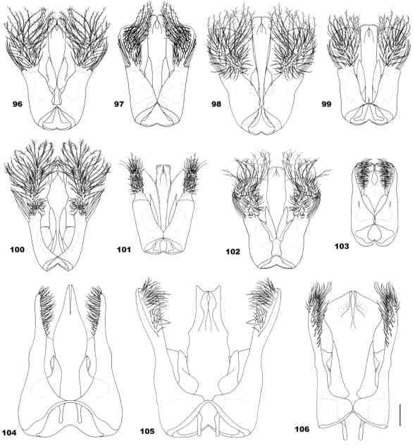 Figs. 96-106. Genitália em vista ventral dos machos de Parapsaenythia (96-102) e dos grupos externos (103-106): (96) P. serripes; (97) P. puncticutis; (98) P. paspali; (99) P. sp. nov.