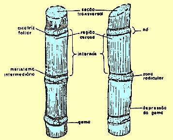 cana-de-açúcar