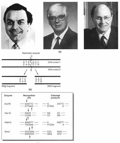 ENZIMAS DE RESTRIÇÃO Descritas em 1970, W. Alber H. Smith D.