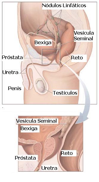 de comprimento, com peso médio de 20gr. A Figura 3.3 mostra um esquema da próstata. Figura 3.3 - Esquema da próstata (NCI, 2009).