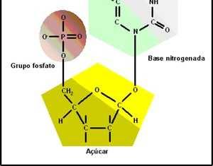 Cada nucleotídeo é um grupamento molecular formado por três