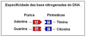 Classificam-se em dois grupos: bases púricas: adenina e