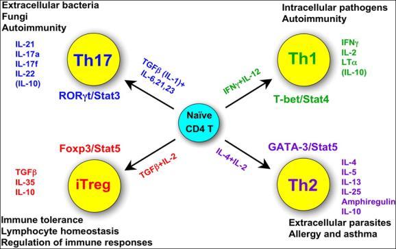 Helio José Montassier Subpopulações de Células T PRINCIPAIS TIPOS DE LINFÓCITOS TCD4+ CD8/CTL Cels CD4/T H cells:- 1)