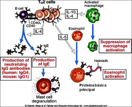 IFN-γ acts on macrophages to increase phagocytosis and killing of microbes in phagolysosomes and on B lymphocytes to stimulate