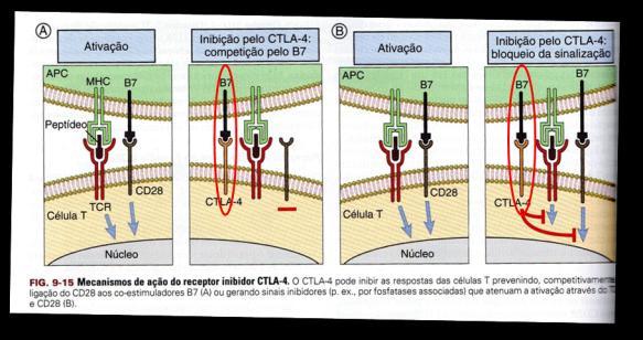 interação da molécula CTLA-4 com a B7 As formas de