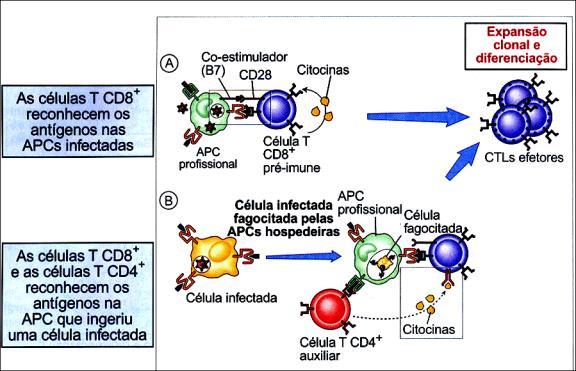 Mecanismos efetores da imunidade mediada por células Células T CD4 efetoras Subconjunto Th1 e Th2 das células T CD4