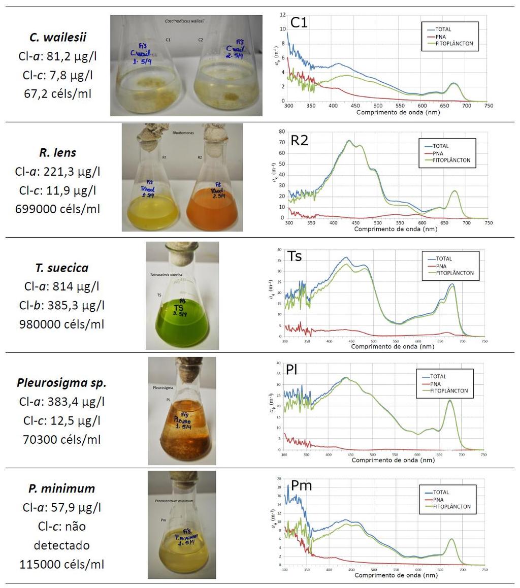 Phytoplankton Cultivation