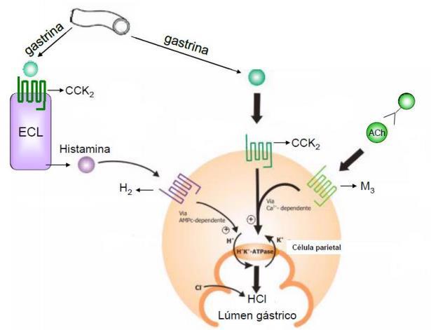 Figura 3: Principais mediadores da secreção ácida gástrica. Fonte: Adaptado de OLBE et al., 2003.