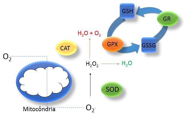 oxidases, da auto-oxidação da hemoglobina e da fotólise.