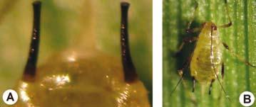 Figura 1 - O pulgão-da-raiz-do-trigo possui antena com 5 segmentos, que representam o processo terminal caracteristico curvo (A); no B observa-se o aspecto geral do adulto áptero R.