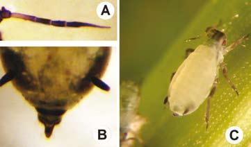 Figura 3 - A) Pulgão-da-espiga-trigo com detalhe da asa mostrando veia média ramificada duas vezes (setas); B) detalhe dos sifúnculos e C) aspecto geral do adulto alado Figura 4 - A) antena do pulgão