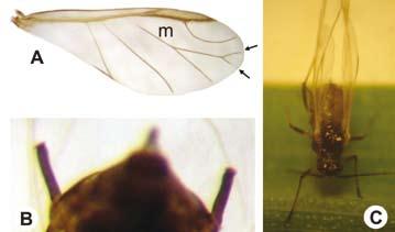 Figura 5 - A) antena do pulgão-da-aveia; B) com o detalhe dos sifúnculos e C) representa o aspecto geral do adulto áptero do pulgão-da-aveia Pulgão-da-espiga-trigo Sitobion avenae (Fabricius)
