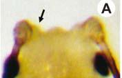 Os alados apresentam cabeça e protórax de cor marrom-clara, demais segmentos torácicos negros; abdômen amarelo-esverdeado.
