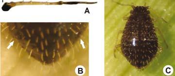 Figura 11 - A) antena com cinco segmentos do pulgão-preto-dos-cereais; B) detalhe dos sifúnculos (setas) que são pequenos e pouco evidentes e C) demosntra o aspecto geral do adulto áptero Pereira,