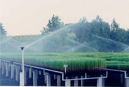 Irrigação: Água livre de qualquer tipo de resíduos que possam contaminar o solo, plantas e frutos.