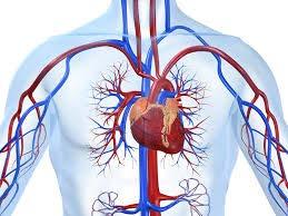 Drogas que atuam no sistema cardiovascular As principais classes