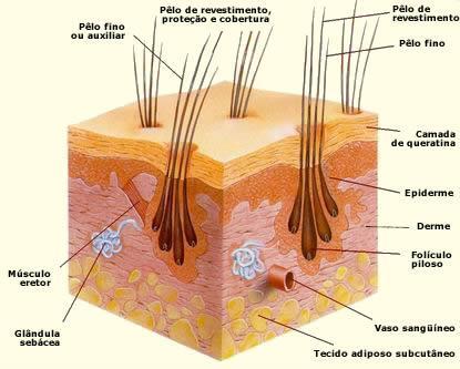 PELE E PELOS CÃES E GATOS FUNÇÕES Proteção contra a desidratação; Inibir a passagem de m.o. ; Absorver a radiação U.V.