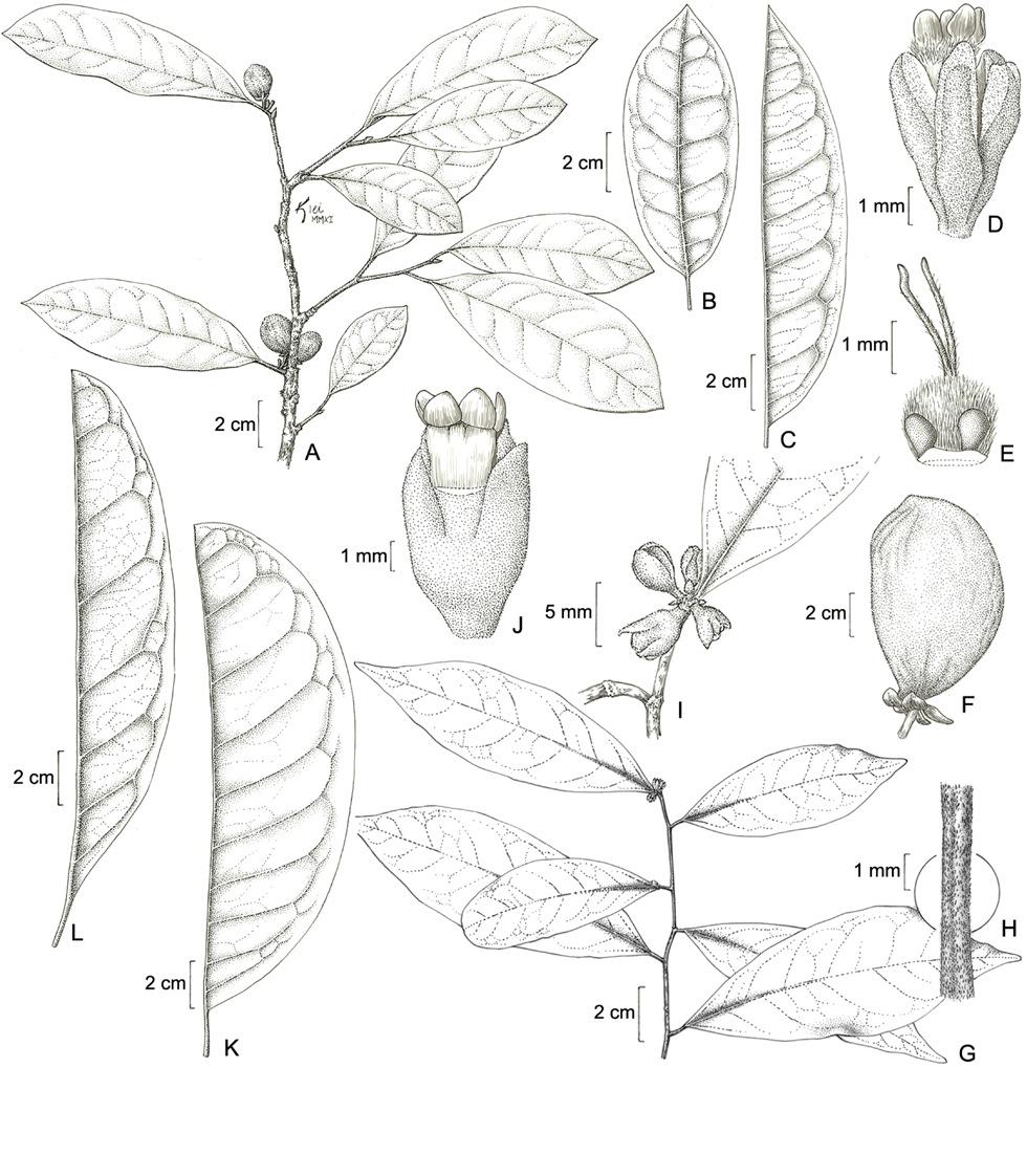 P. Fiaschi & A. M. Amorim Dichapetalaceae da Bahia 203 Figura 1. A F. Stephanopodium blanchetianum: A- ramo frutífero; B- folha, face abaxial; C- folha (metade), face abaxial; D- flor, vista lateral.