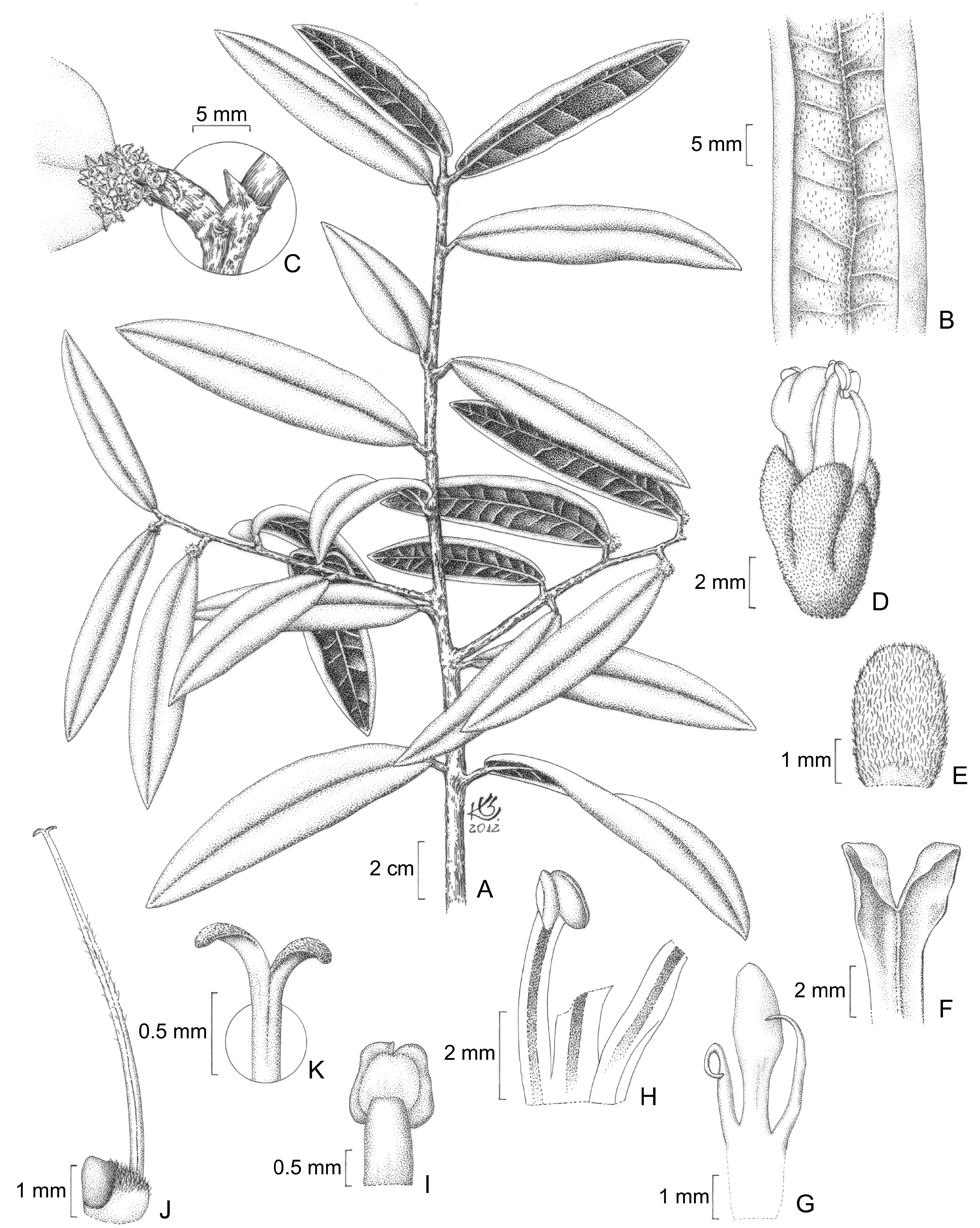 P. Fiaschi & A. M. Amorim Dichapetalaceae da Bahia 205 Figura 3.