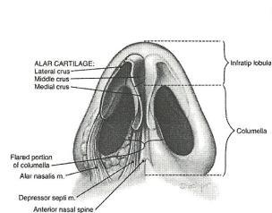 27 FIGURA 3: Visão basal do nariz. FIGURA 4: Visão frontal das cartilagens laterais inferiores FONTE: DANIEL, RK.
